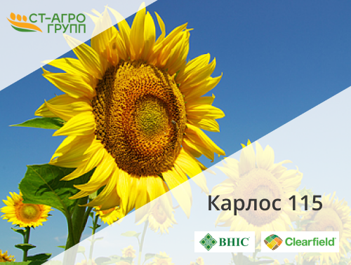 Гибрид семян подсолнечника Карлос 115